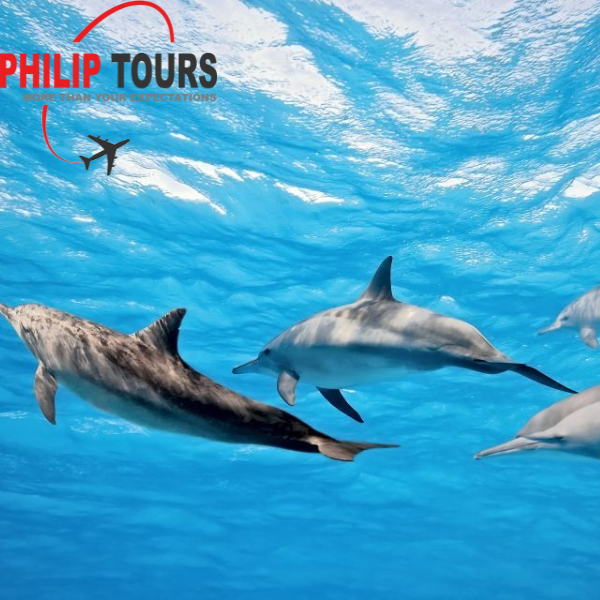 Dolphin Watching Boat Tour with Snorkeling And Lunch