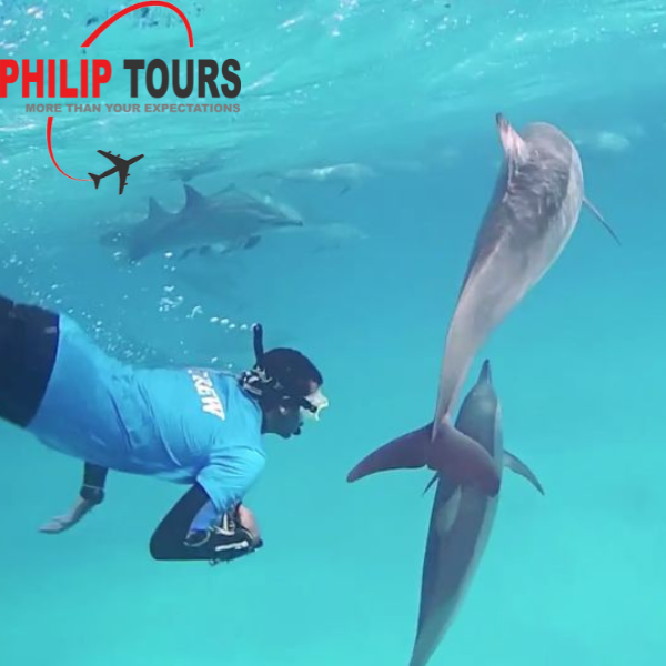 Dolphin Watching Boat Tour with Snorkeling And Lunch