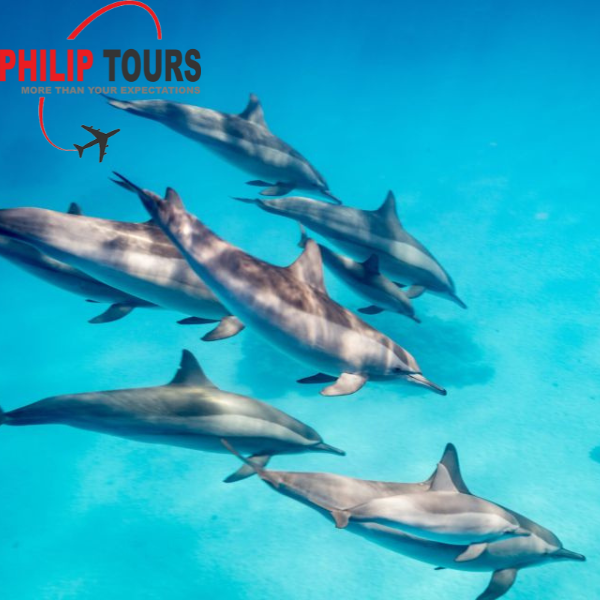 Dolphin Watching Boat Tour with Snorkeling And Lunch