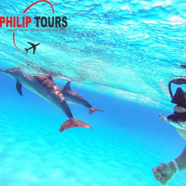 Dolphin Watching Boat Tour with Snorkeling And Lunch